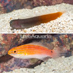 Bicolor Blenny and Red Fin Fairy Wrasse, Pair (click for more detail)