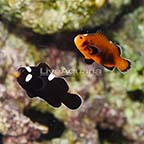 Sanjay Black Photon F2 Naked with Dots Clownfish (Bonded Pair) (click for more detail)