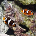 Sanjay Black Photon F2 Misbar Clownfish (Bonded Pair) (click for more detail)