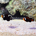 Sanjay Black Photon F2 Naked with Dots Clownfish (Bonded Pair) (click for more detail)