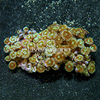 Ultra Green Galaxy Colony Polyp Rock Zoanthus Indonesia IM (click for more detail)
