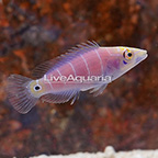 Mystery Wrasse (click for more detail)
