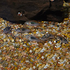 Longfin Schultzi Cory Catfish (Group of 6) (click for more detail)