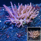 Tree Coral Indonesia (click for more detail)