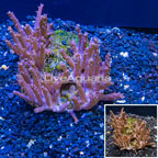 Tree Coral Indonesia (click for more detail)