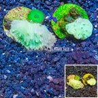 LiveAquaria® Two Pack Cultured Cabbage Leather Coral (click for more detail)