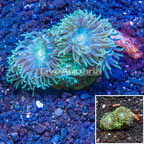 LiveAquaria® Cultured Duncan Coral (click for more detail)