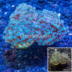 LiveAquaria® Cultured Hammer Coral (click for more detail)