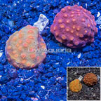 LiveAquaria® Two Pack Cultured Cyphastrea Frag (click for more detail)