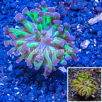 LiveAquaria® Cultured Hammer Coral (click for more detail)