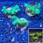 LiveAquaria® Three Pack Cultured Stylophora Coral (click for more detail)