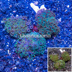 LiveAquaria® Three Pack Cultured Blue Sympodium Coral (click for more detail)