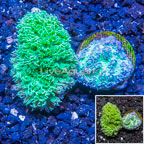 LiveAquaria® Two Pack Cultured Hydnophora Coral (click for more detail)
