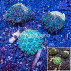 LiveAquaria® Three Pack Cultured Galaxea Coral (click for more detail)