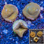 LiveAquaria® Three Pack Cultured Montipora Coral (click for more detail)
