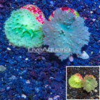LiveAquaria® Two Pack Cultured Green Cabbage Leather Coral (click for more detail)