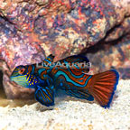Red Mandarin, Female (click for more detail)