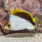 Declivis Butterflyfish (click for more detail)