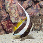 Heniochus Black and White Butterflyfish (click for more detail)