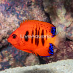 Flame Angelfish (click for more detail)