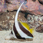 Heniochus Black and White Butterflyfish (click for more detail)