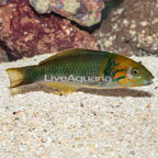 Goldbar Wrasse [Blemish] (click for more detail)
