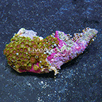 Wham'n Watermelon and Green Bay Packers Colony Polyp Rock Zoanthus Indonesia IM (click for more detail)