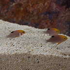 Talbot's Damselfish (Trio) (click for more detail)