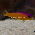 Purple Stripe Dottyback (click for more detail)
