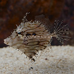 Tasseled Filefish [Blemish] (click for more detail)