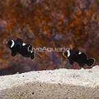 Extreme Misbar Black Ocellaris Clownfish (Bonded Pair) (click for more detail)