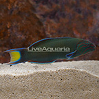Lyretail Wrasse (click for more detail)