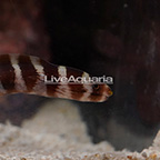 Barred Moray Eel (click for more detail)
