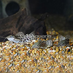Marble Hoplo Catfish (Group of 3) (click for more detail)