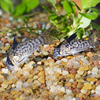 Spotted Cory Catfish (Pair) (click for more detail)