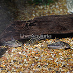Napo Spotted Cory Catfish (Group of 3) (click for more detail)