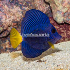 Purple Tang [Blemish] (click for more detail)