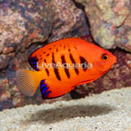 Flame Angelfish (click for more detail)