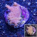 Devil's Hand Leather Coral Indonesia (click for more detail)