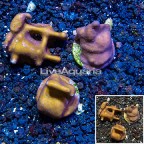 LiveAquaria® Three Pack Cultured Blue Ridge Coral (click for more detail)