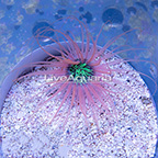 Tube Anemone, Orange with Neon Green Center (click for more detail)