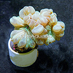 Fox Coral Indonesia (click for more detail)