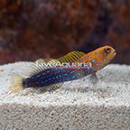 Blue Spotted Jawfish  (click for more detail)