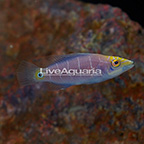 Mystery Wrasse (click for more detail)