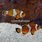 Ocellaris Clownfish (Bonded Pair) (click for more detail)