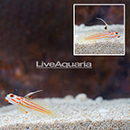 Yasha Goby (Bonded Pair) (click for more detail)
