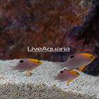 Talbot's Damselfish (Trio) (click for more detail)