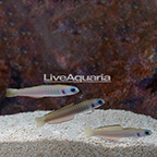 Zebra Barred Dartfish (Trio) (click for more detail)