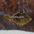 Fan-Bellied Filefish (click for more detail)