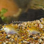Gold Balloon Ram (Pair) EXPERT ONLY (click for more detail)